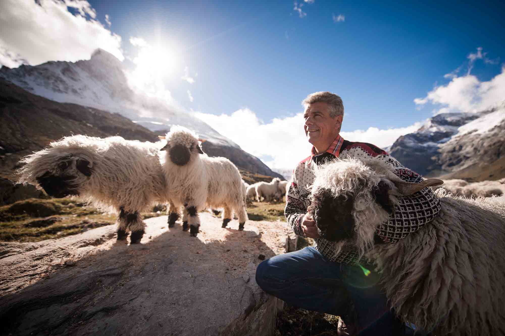 Paul Julen, host at the Romantik Hotel in Zermatt, owns the largest breed in the world with 300 black noses.