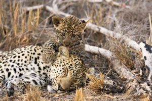Eine Leoparden-Mutter mit Nachwuchs im Etoscha- Nationalpark